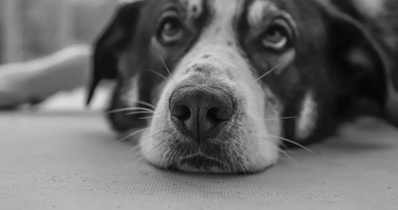 西檬之家s倾向是什么?探索字母圈中的支配与臣服关系 一